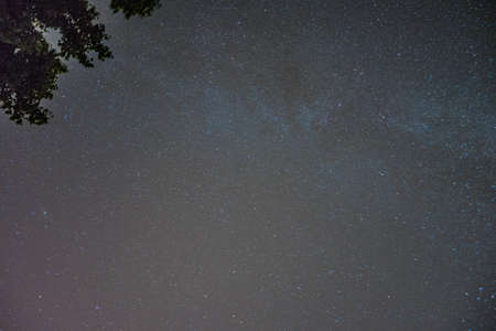 Night sky from forest with stars