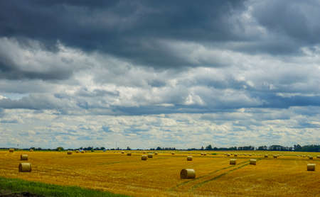 Large view on the wheat field with hay balesの写真素材