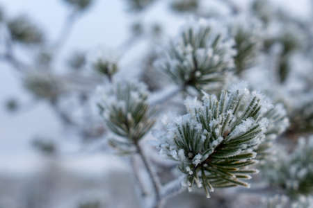 Beautiful winter forestの写真素材