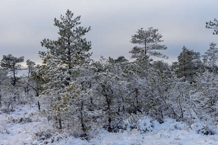 Beautiful winter forestの写真素材