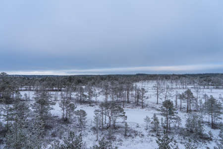 Beautiful winter forest with blue skyの写真素材