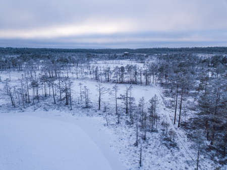 Winter forestの写真素材