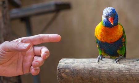 Beautiful parrotの写真素材
