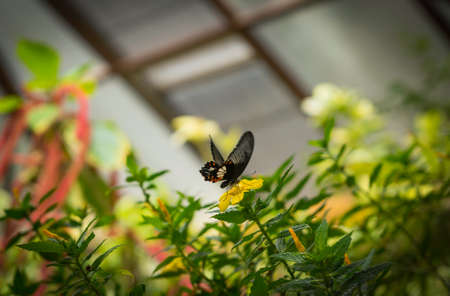 Beautiful butterfly on the grass