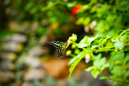 Beautiful butterfly on the grassの写真素材