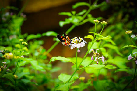 Beautiful butterfly on the grass