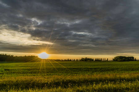 Green fields of grassの写真素材