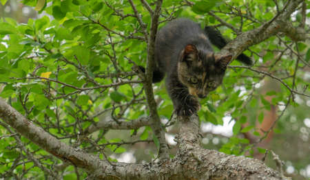 Kitten sneaking on the treeの写真素材