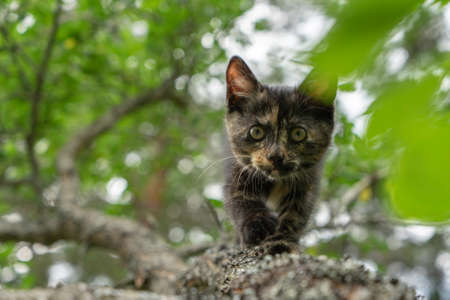 Kitten sneaking on the treeの写真素材