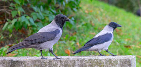 Raven at the parkの写真素材