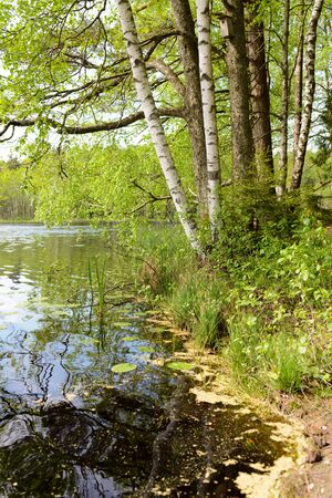 lake and forest and the blue sky.の写真素材