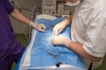 Vet doing the operation for sterilization. The cat on the operating table in a veterinary clinic. Cat in a veterinary surgery , the uterus and ovaries of a cat during surgery.の写真素材