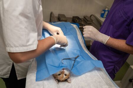 Vet doing the operation for sterilization. The cat on the operating table in a veterinary clinic. Cat in a veterinary surgery , the uterus and ovaries of a cat during surgery.の写真素材