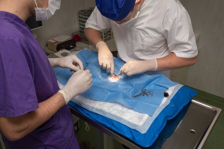 Vet doing the operation for sterilization. The cat on the operating table in a veterinary clinic. Cat in a veterinary surgery , the uterus and ovaries of a cat during surgery.の写真素材