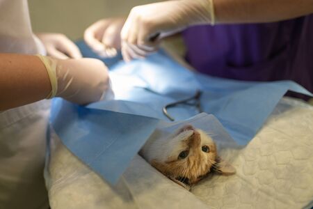 Vet doing the operation for sterilization. The cat on the operating table in a veterinary clinic. Cat in a veterinary surgery , the uterus and ovaries of a cat during surgery.の写真素材
