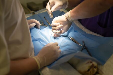 Vet doing the operation for sterilization. The cat on the operating table in a veterinary clinic. Cat in a veterinary surgery , the uterus and ovaries of a cat during surgery.の写真素材