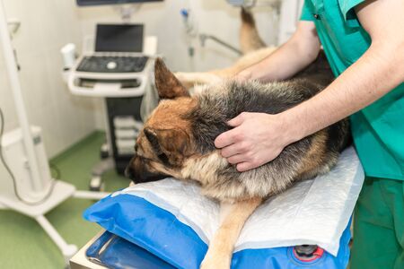 sick dog in a veterinary clinicの写真素材