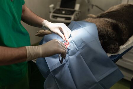 Dog in the animal hospital. Veterinarian during surgery of theの写真素材
