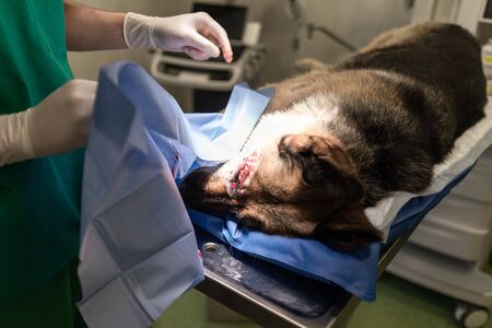 Dog in the animal hospital. Veterinarian during surgery of theの写真素材