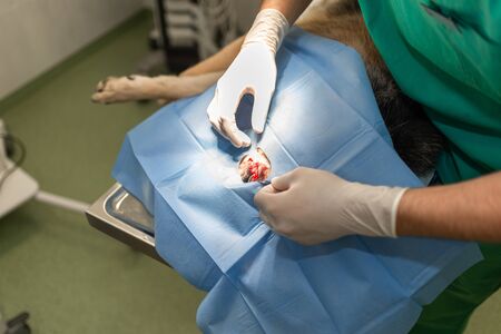 Dog in the animal hospital. Veterinarian during surgery of theの写真素材
