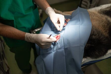 Dog in the animal hospital. Veterinarian during surgery of theの写真素材