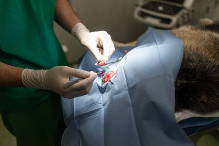Dog in the animal hospital. Veterinarian during surgery of theの写真素材