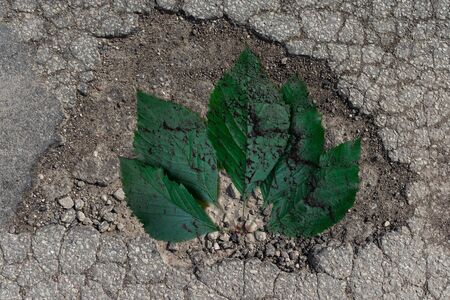 A pothole in the road. A hole in the ground with green leaves silhouette.Outdoor.の写真素材