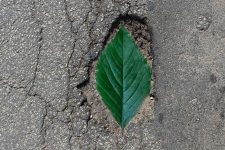 A pothole in the road. A hole in the ground with green leaves silhouette.Outdoor.の写真素材