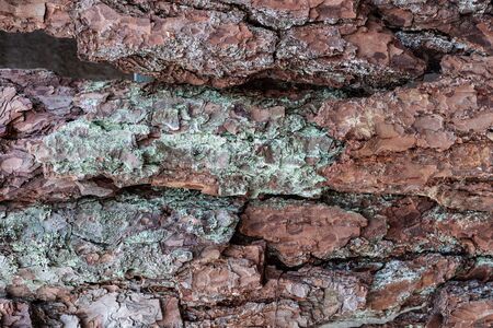 Relief texture of the brown bark of a tree with green moss on it.Tree bark texture. Relief creative texture of an old oak bark.の写真素材