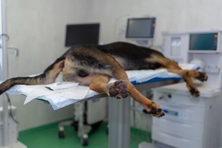 Large dog under anesthesia in veterinarian clinicの写真素材