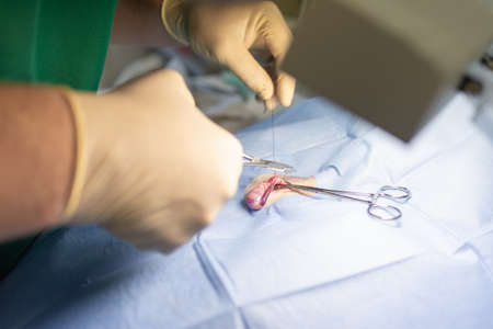 Close up Sterilization of dog on surgical tables under general anesthesia and veterinary surgeons....