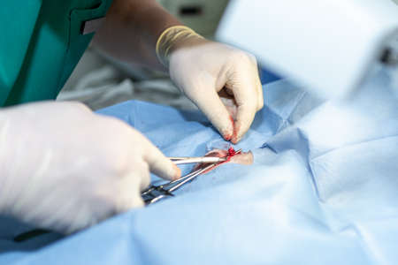Close up Sterilization of dog on surgical tables under general anesthesia and veterinary surgeons. Veterinarian perform dog neutering surgery. veterinarian or doctor doing surgery in the clinic.の写真素材