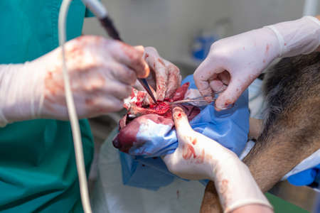 Veterinary foot sole surgeons with electrocoagulator make surgery for dog in the operating room of a...