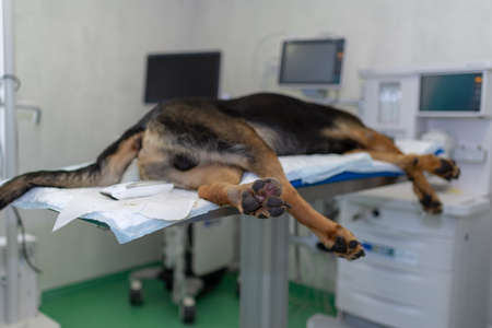 Large German shepherd dog under anesthesia in veterinarian clinic lying on the operating table under full anesthesiaの写真素材