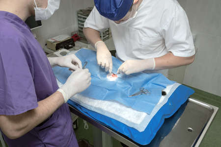 Vet doing the operation sterilization. The cat on the operating table in a veterinary clinic. Cat in a veterinary surgery , the uterus and ovaries of a cat during surgery.の写真素材