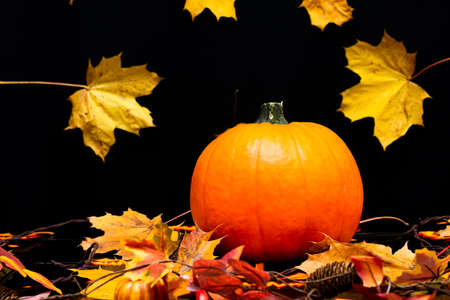 Bright autumn composition with decorative pumpkin maple leaves on dark background. Halloween conceptの写真素材