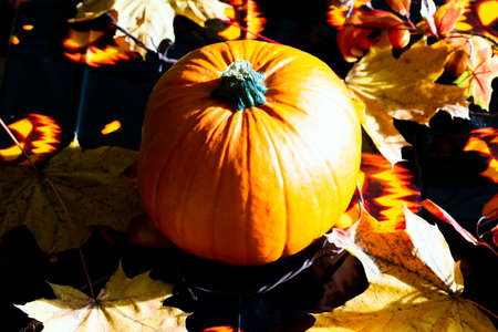 Top view Bright autumn composition with decorative pumpkin,maple leaves on dark blurry background....