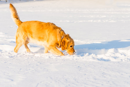 Lovely golden retriever playful stand sitting in the snow at evening in the park.の写真素材