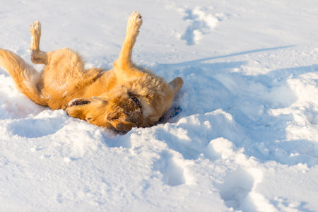 Golden Retriever playing on his back outside in cold winter sunny evening snow.の写真素材