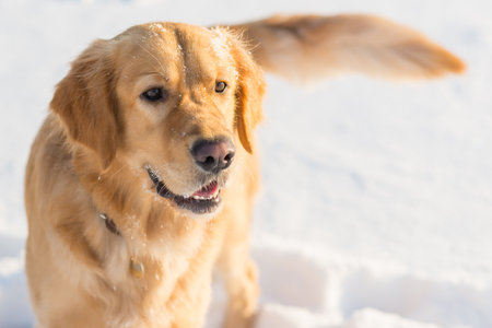 Winter portrait of young golden retriever at evening sunny winter.closeup portrait.の写真素材