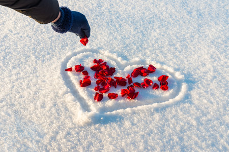 Flat lay rose flowers petals on heart shape white snow, woman sprinkle the petals. Heart-symbol of love, Valentines Day, 14 Februaryの写真素材