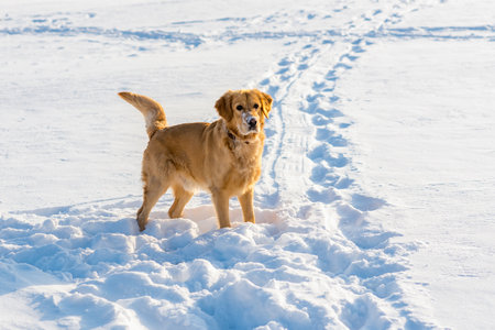 Golden Retriever at the snow background.Cold white winter sunset evening.の写真素材