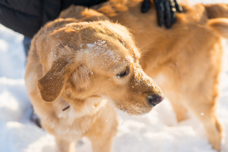 Winter portrait of young golden retriever at evening sunny winter.closeup portrait.の写真素材