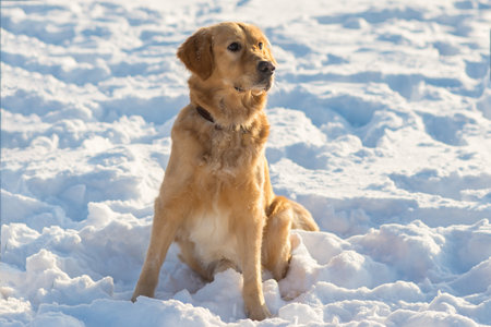 Lovely golden retriever playful stand sitting in the snow at evening in the park.の写真素材