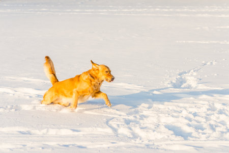 Strong healthy golden retriever runs in a jump. Side view.Winter outside shot.Nice sunny evening.の写真素材