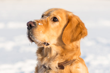 Winter portrait of young golden retriever at evening sunny winter.closeup portrait.の写真素材