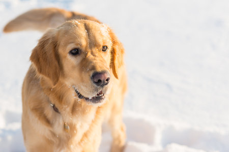 Winter portrait of young golden retriever at evening sunny winter.closeup portrait.の写真素材