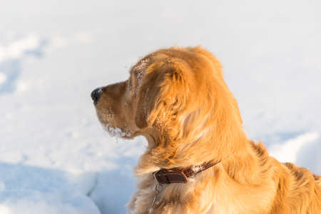 Winter portrait of young golden retriever at evening sunny winter.closeup portrait.の写真素材