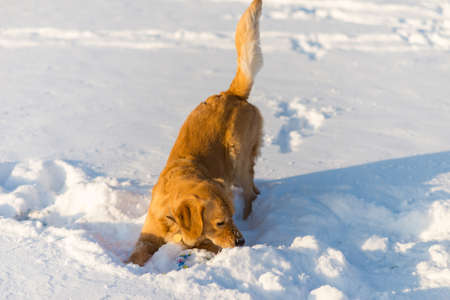 Lovely golden retriever playful stand sitting in the snow at evening in the park.の写真素材