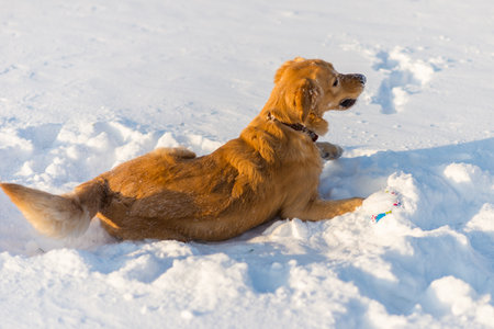Lovely golden retriever playful stand sitting in the snow at evening in the park.の写真素材